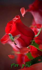 Lady in red coffee hour gifs. 7 Lady In Red Coffee Hour Ideas Lady In Red Lady Nature Dress