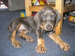 We did not find results for: Doberman Pinscher Dog Breed Information And Pictures