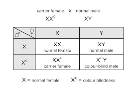 The method can also work for any cross that involves two traits. Genetics And Evolution For The Mcat Everything You Need To Know Shemmassian Academic Consulting