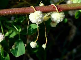 Image result for Cuscuta approximata
