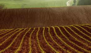 enhanced rock weathering credits