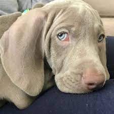 I Am So Darn Cute Freehartsweimaraners Instagood Weimaraner Weimaranersofinstagram Weimaranerpuppy Weimara Weimaraner Puppies Weimaraner Dogs Weimaraner