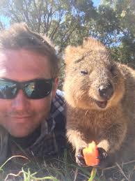 Quokkas Are The Selfie Masters We All Want A Picture With Quokka Penguin Animals Animals