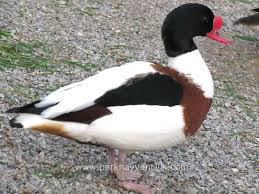 Suna Ordegi Tadorna Shelduck Ordekler Kumes