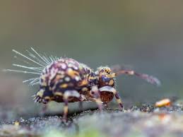 Image result for Globimetula kivuensis