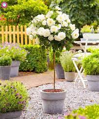 100pcs Rare Colour Rose Tree Bonsai Plant Rose Bonsai Tree Flower Plant Rose Tree Plant Balcony Yard Potted Rose Garden Design Beautiful Gardens Standard Roses