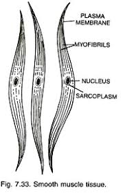 Muscle anatomy ankle 12 photos of the muscle anatomy ankle ankle anatomy muscle tendon, foot ankle. Muscle Tissue Of Animals Origin And Functions With Diagram