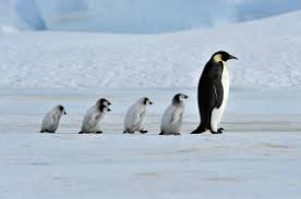 Walking has a higher energetic cost for penguins than it does for most birds. Do Penguins Have Knees Wonderopolis