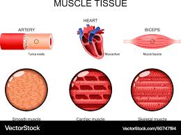 Image result for Muscle Tissue