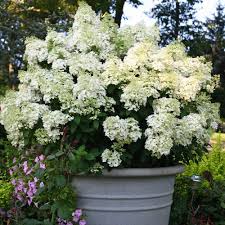 The pistachio hydrangea is an exciting rebloomer that offers absolutely stunning color combinations from late spring to fall. Bobo Hydrangea Plants For Sale Free Shipping