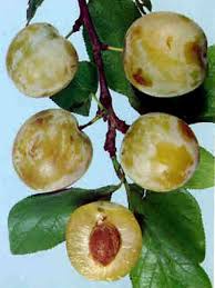 Prunier Reine Claude D Oullins Prunus Domestica Le Jardin Du Pic Vert