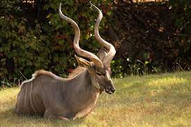There are so many wonderful creatures to see, but where to start? 22 Unique African Animals With Beautiful Horns Rhino Rest