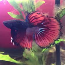 Betta Fish Care In 2020 Betta Tank Mates Betta Fish Betta Tank