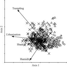 Image result for Vernonia melanocoma