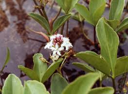 Image result for Menyanthaceae