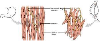 (compare to skeletal muscle) controlled by autonomic nervous system, hormones and paracrines. The Different Types Of Muscle Tissue And Their Mode Of Action