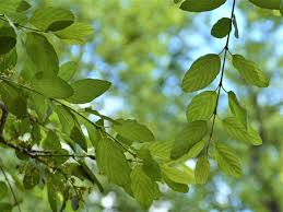 Image result for Berchemia zeyheri