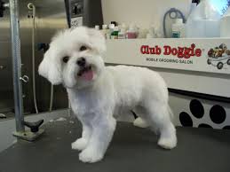 Pin On Lilly Haircut