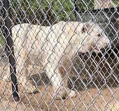 It is our dream that one day there will. Do You Know About In Sync Exotics Wildlife Rescue Unijou