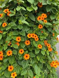 Image result for Thunbergia stelligera