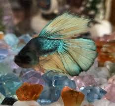 Okay you guys, the beautiful little koi betta i bought last weekend died. Paradise Betta Betta Pets Fish Pet