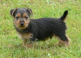 There are 60 bull terrier breeder for sale on etsy, and they cost $21.05 on. Australian Terrier Information And Pictures Australian Terriers Australian Terrier Australian Terrier Puppies Australian Dog Breeds
