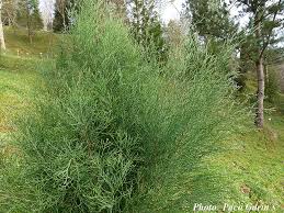 Image result for Callitris