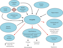 Image result for Panic Disorder