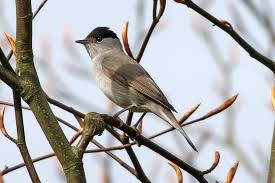 Eurasian Blackcap Wikipedia Animals Tenerife La Gomera