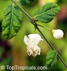 Image result for Aristida stipitata