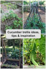 Preparing cucumber seeds for planting. Cucumber Trellis Ideas Tips Inspiration For Vegetable Gardens