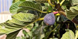 Fruit Du Dragon Ou Pitaya Plantation Culture Entretien