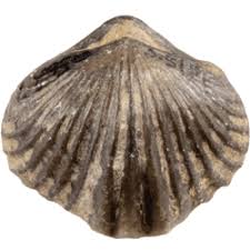 Image result for Orthopichonia