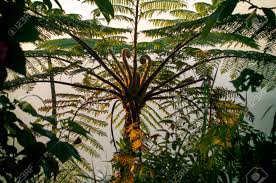 Image result for Marattiaceae