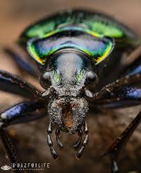 Image result for Buchnera cryptocephala