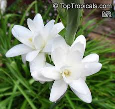 Image result for Polianthes tuberosa