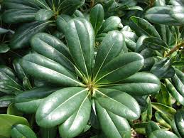 Image result for Pittosporum tobira
