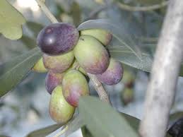 Processus D Elaboration Des Olives De Nice Aop L Olivade Olive De Nice Produits Locaux Nice Cote D Azur Contre Facon Coquillos Aoc