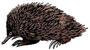 International phonetic alphabet (ipa) ipa : Echidna Definition Of Echidna By Merriam Webster