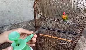 Bagaimana agar menambah durasi ngekek lovebird? 8 Setingan Lovebird Betina Single Fighter Untuk Pekerja Kantoran Burungnya Com