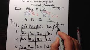 To draw a square, write all possible allele combinations one parent can a commonly discussed punnett square is the dihybrid cross. Dihybrid Crosses Using A Punnett Square Youtube