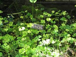 Image result for Marsilea