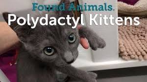 Check spelling or type a new query. Polydactyl Kittens Are Ready For Adoption Youtube