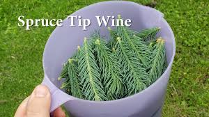 Pour over the spruce tips. Spruce Tip Wine Youtube