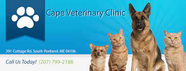 Willard Beach Biz Cape Vet Clinic Ruff Meow South Portland Vet Clinics Veterinary Clinic