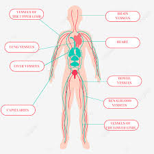 Diagram of male body in standard anatomical position, with all regions and. Hand Drawn Cartoon Vascular System Body Illustration Limbs Body Illustration Png Transparent Clipart Image And Psd File For Free Download