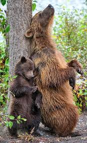 A uniquely better back scratching experience. Grizzly Shows Her Cub How To Rub Up Against A Tree Trunk Daily Mail Online