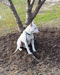 UPDATE: Dog has been... - Watch Out Cumberland County NC | Facebook
