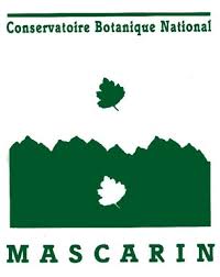 Image result for Erythroxylum platycladum