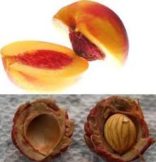 Grow A Tree From The Seed Or Pit Of A Peach You Purchased In The Grocery Store Growing A Tree From A Peach Pit Would Be Fruit Seeds Peach Trees